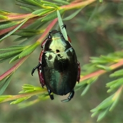 Repsimus manicatus montanus (Green nail beetle) at Bungendore, NSW - 8 Jan 2025 by clarehoneydove