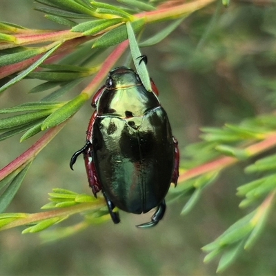 Repsimus manicatus montanus (Green nail beetle) at Bungendore, NSW - 8 Jan 2025 by clarehoneydove