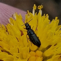 Dasytinae (subfamily) (Soft-winged flower beetle) at Gundary, NSW - 8 Jan 2025 by trevorpreston