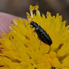 Dasytinae (subfamily) at Gundary, NSW - 8 Jan 2025