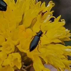 Dasytinae (subfamily) at Gundary, NSW - 8 Jan 2025 03:09 PM