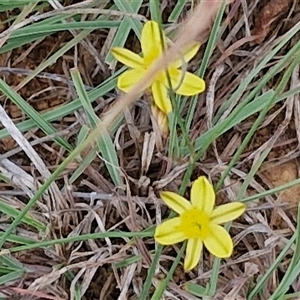 Tricoryne elatior (Yellow Rush Lily) at Gundary, NSW by trevorpreston