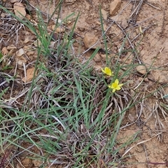 Tricoryne elatior at Gundary, NSW - 8 Jan 2025