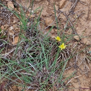 Tricoryne elatior at Gundary, NSW - 8 Jan 2025 03:07 PM