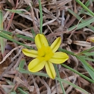 Tricoryne elatior at Gundary, NSW - 8 Jan 2025