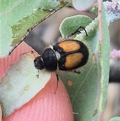 Liparetrus discipennis (A chafer beetle) at Bungendore, NSW - 8 Jan 2025 by clarehoneydove