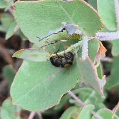 Liparetrus discipennis at Bungendore, NSW - 8 Jan 2025