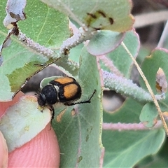 Liparetrus discipennis at Bungendore, NSW - 8 Jan 2025