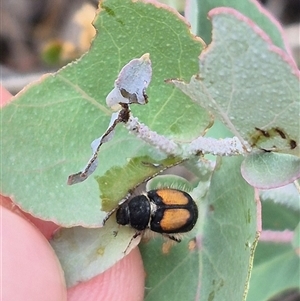 Liparetrus discipennis at Bungendore, NSW - 8 Jan 2025