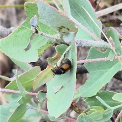 Liparetrus discipennis at Bungendore, NSW - 8 Jan 2025