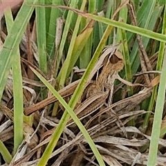 Caledia captiva (grasshopper) at Gundary, NSW - 8 Jan 2025 by trevorpreston