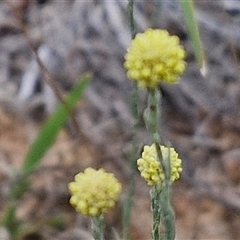 Calocephalus citreus (Lemon Beauty Heads) at Gundary, NSW - 8 Jan 2025 by trevorpreston