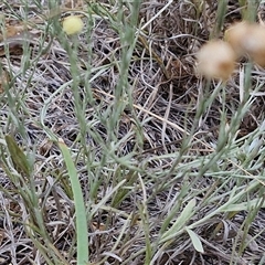 Calocephalus citreus at Gundary, NSW - 8 Jan 2025