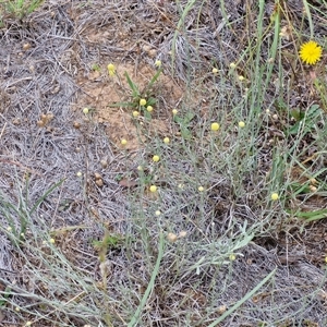 Calocephalus citreus at Gundary, NSW - 8 Jan 2025