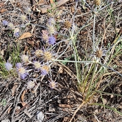 Eryngium ovinum (Blue Devil) at Isaacs, ACT - 8 Jan 2025 by Mike