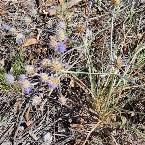 Eryngium ovinum at Isaacs, ACT - 8 Jan 2025 04:17 PM