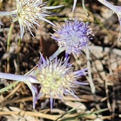 Eryngium ovinum at Isaacs, ACT - 8 Jan 2025