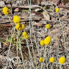 Calocephalus citreus (Lemon Beauty Heads) at Isaacs, ACT - 8 Jan 2025 by Mike