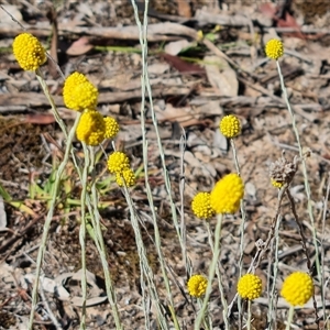 Calocephalus citreus (Lemon Beauty Heads) at Isaacs, ACT by Mike