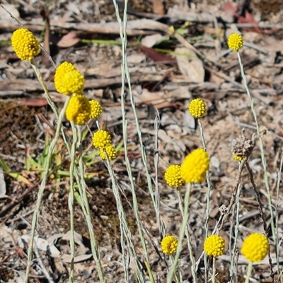 Calocephalus citreus (Lemon Beauty Heads) at Isaacs, ACT - 8 Jan 2025 by Mike