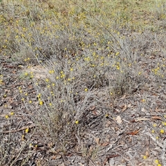 Calocephalus citreus at Isaacs, ACT - 8 Jan 2025