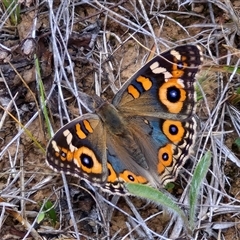 Junonia villida (Meadow Argus) at Gundary, NSW - 8 Jan 2025 by trevorpreston