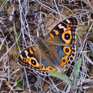 Junonia villida at Gundary, NSW by trevorpreston