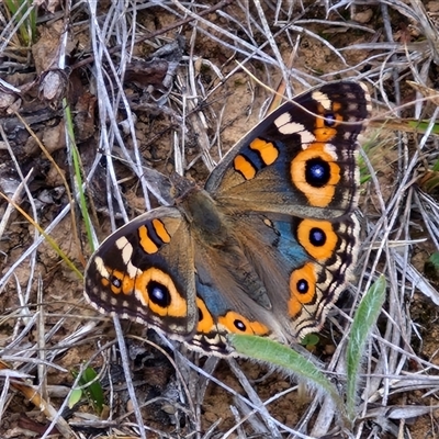 Junonia villida (Meadow Argus) at Gundary, NSW - 8 Jan 2025 by trevorpreston