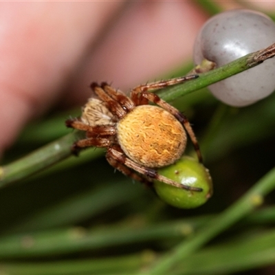 Salsa fuliginata (Sooty Orb-weaver) at Palerang, NSW - 7 Jan 2025 by AlisonMilton