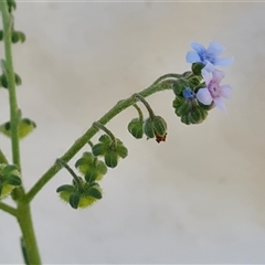 Cynoglossum australe (Australian Forget-me-not) at Isaacs, ACT - 8 Jan 2025 by Mike