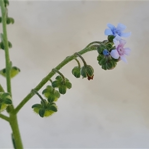 Cynoglossum australe (Australian Forget-me-not) at Isaacs, ACT by Mike