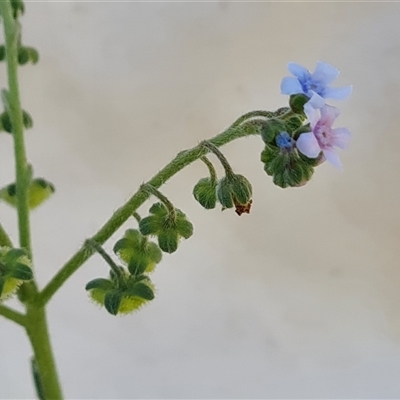 Cynoglossum australe (Australian Forget-me-not) at Isaacs, ACT - 8 Jan 2025 by Mike