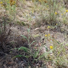 Cynoglossum australe at Isaacs, ACT - 8 Jan 2025