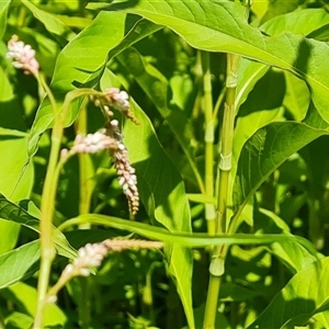 Persicaria lapathifolia (Pale Knotweed) at Isaacs, ACT by Mike