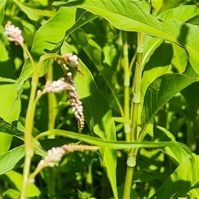 Persicaria lapathifolia (Pale Knotweed) at Isaacs, ACT - 8 Jan 2025 by Mike