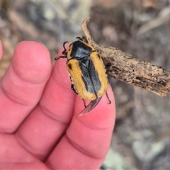 Chondropyga gulosa (Highland cowboy beetle) at Bungendore, NSW - 8 Jan 2025 by clarehoneydove