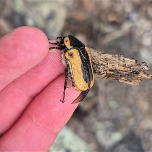 Chondropyga gulosa at Bungendore, NSW - 8 Jan 2025