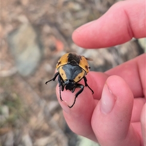 Chondropyga gulosa at Bungendore, NSW - 8 Jan 2025