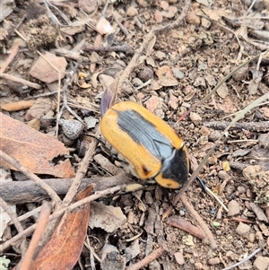 Chondropyga gulosa at Bungendore, NSW - 8 Jan 2025