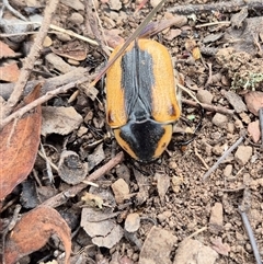 Chondropyga gulosa at Bungendore, NSW - 8 Jan 2025