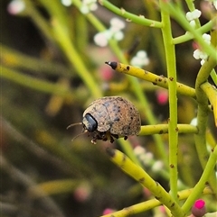 Trachymela sp. (genus) (Brown button beetle) at Bungendore, NSW - 8 Jan 2025 by clarehoneydove