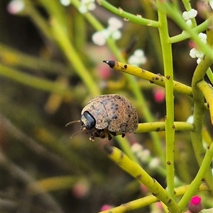 Trachymela sp. (genus) at Bungendore, NSW - 8 Jan 2025