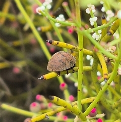 Trachymela sp. (genus) at Bungendore, NSW - 8 Jan 2025