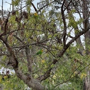 Polytelis swainsonii (Superb Parrot) at Hackett, ACT by Fefifofum