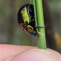 Callidemum hypochalceum (Hop-bush leaf beetle) at Bungendore, NSW - 8 Jan 2025 by clarehoneydove