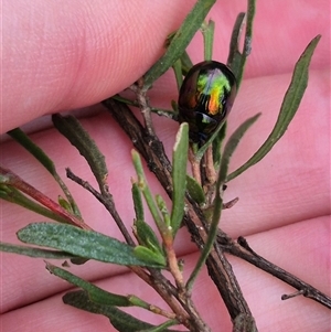 Callidemum hypochalceum at Bungendore, NSW - 8 Jan 2025