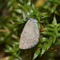 Zizina otis (Common Grass-Blue) at Palerang, NSW - 7 Jan 2025 by AlisonMilton