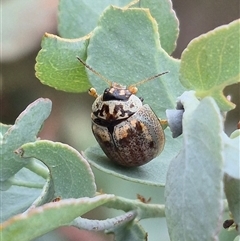 Paropsisterna m-fuscum (Eucalyptus Leaf Beetle) at Bungendore, NSW - 8 Jan 2025 by clarehoneydove