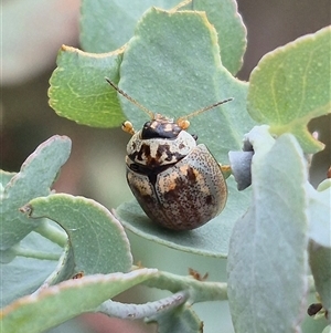 Paropsisterna m-fuscum at Bungendore, NSW by clarehoneydove