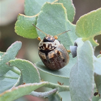 Paropsisterna m-fuscum (Eucalyptus Leaf Beetle) at Bungendore, NSW - 8 Jan 2025 by clarehoneydove